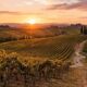 enoturismo in italia, vigne al tramonto